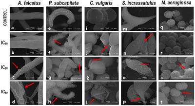 Changes in the morphology and cell ultrastructure of a microalgal community exposed to a commercial glyphosate formulation and a toxigenic cyanobacterium